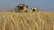Buğday fiyatları yeni zirvelere göz dikti!