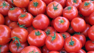Tarladaki domates markete gelene kadar ucuz! Fiyat farkı görenleri şaşırtıyor
