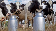 Süt ve süt üretimi verileri açıklandı