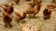 TÜİK: Tavuk eti üretimi 196 bin 963 ton olarak gerçekleşti