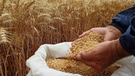 Buğday fiyatları yükselişini sürdürüyor!