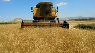Buğday fiyatları son 9 haftanın zirvesinde! Tüketici endişeli