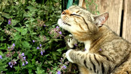 Kedi otu bitkisi nedir? Kedi otu faydaları nelerdir?