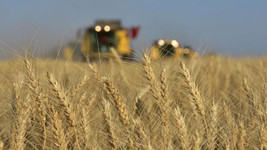 Buğday fiyatlarında son durum nasıl?