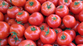 Rusya'ya domates ihracatında yeni dönem
