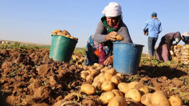 Tarım Bakanlığı açıkladı! Belediyeler üreticiden patates alacak
