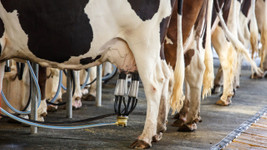 Haziran ayında 880 bin 367 ton inek sütü toplandı