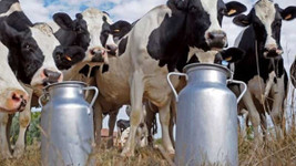 TÜİK: Toplanan inek sütü miktarı yıllık yüzde 3,3 arttı