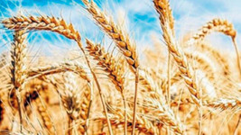 2020 yılında buğday fiyatı artış gösterdi
