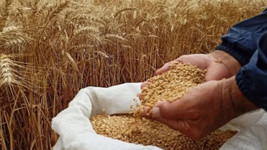 Buğday fiyatları son iki ayın zirvesinde