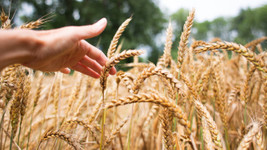 Küresel buğday ithalatı artmaya devam ediyor