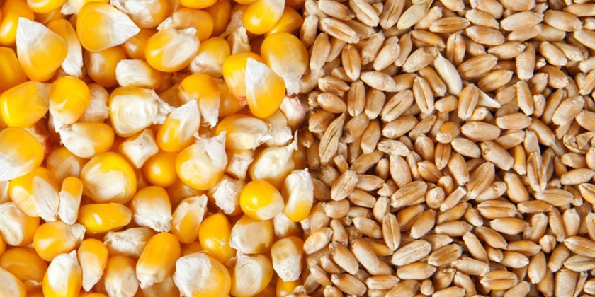 buğday ve mısırın güncel fiyatları