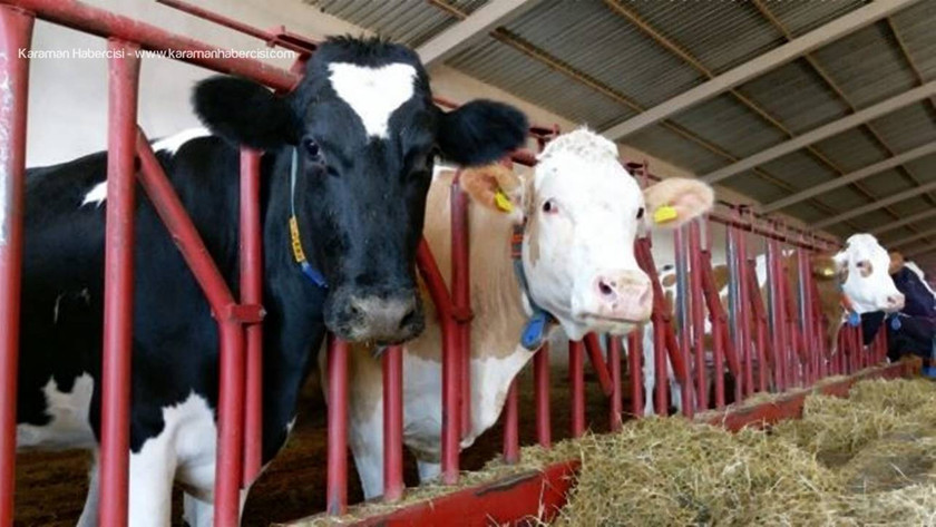 Et ve süt ürünlerine yeni zam geliyor! Et ve süt ürünleri neden zamlanıyor? - Resim : 1